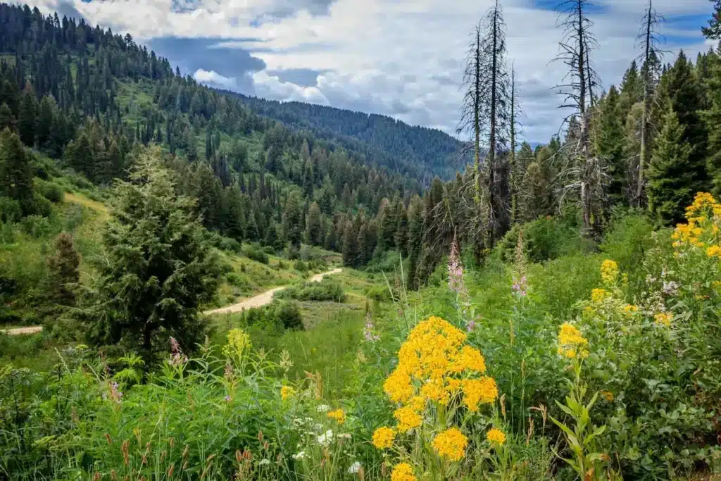 Scenic Boise National Forest view with lush green trees, wildflowers, and a winding dirt road under a cloudy sky.