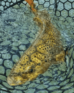 Fly fishing catch: Close-up of brown trout in net, Boise River. Flyfishing image gallery, Boise, Idaho fishing adventure.
