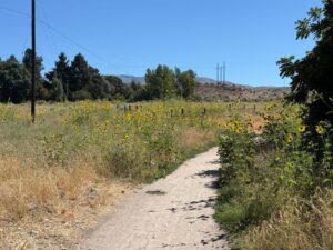 Hiking trail through Boise foothills with sunflower field. Scenic landscape for hiking in Boise, Idaho. Summer hiking.