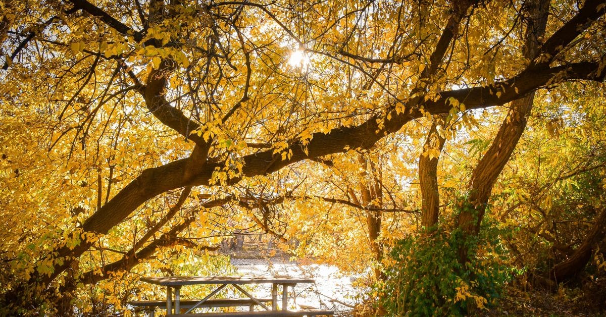 Autumn trees with golden leaves on the east side of Boise, sunlight shining through branches above a picnic table near the water.